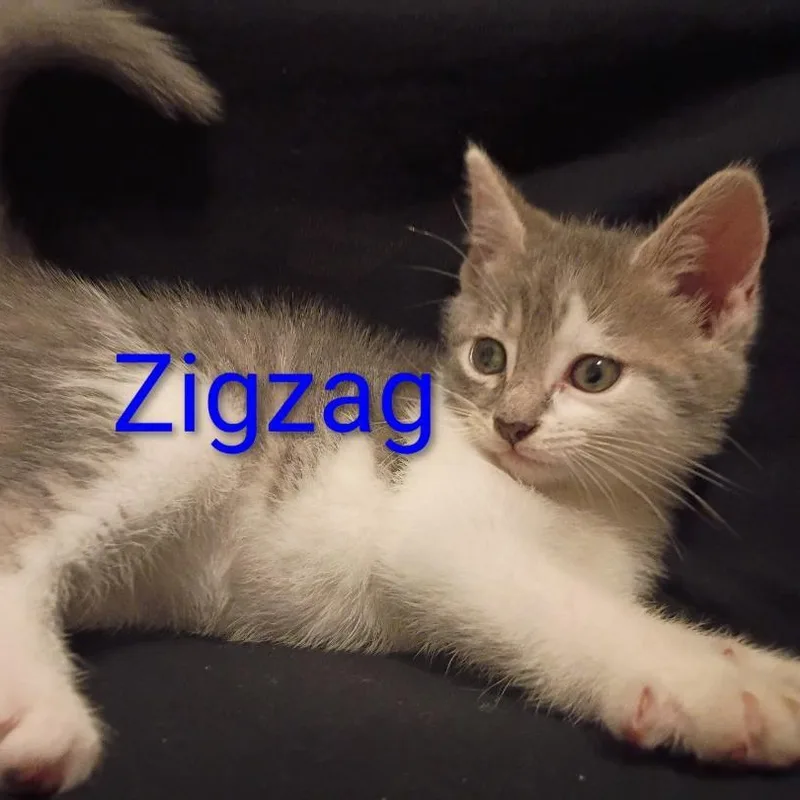Zig Zag thumbnail 3