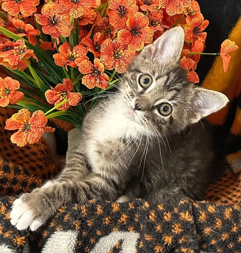 A baby small-sized male Domestic Medium Hair cat named Aidan for adoption in Stillwater, OK