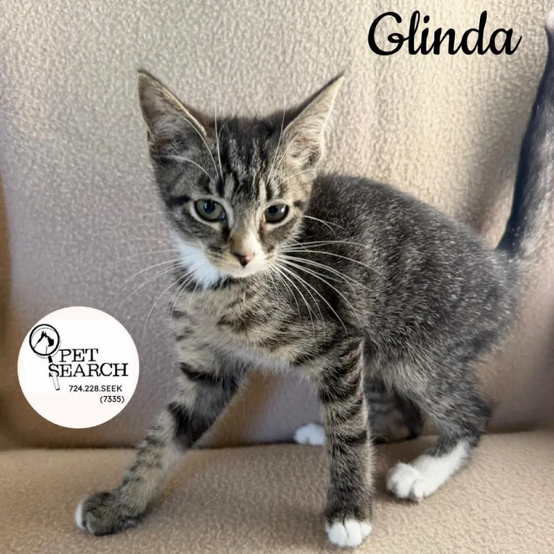 A baby small-sized female Buff / Tan / Fawn Domestic Short Hair cat named Glinda for adoption in Washington, PA