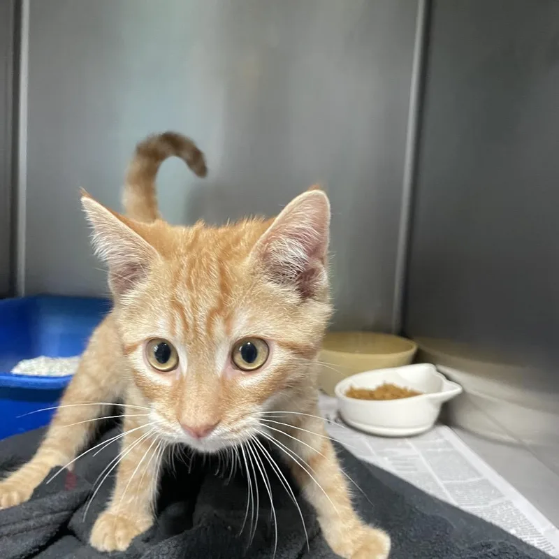A baby small-sized male Orange / Red Domestic Short Hair cat named Cicada for adoption in Newport, NC