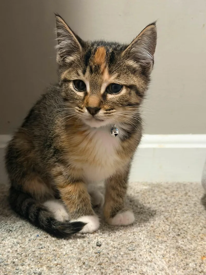 A baby small-sized female White Domestic Short Hair cat named Sprinkle for adoption in Newport, KY