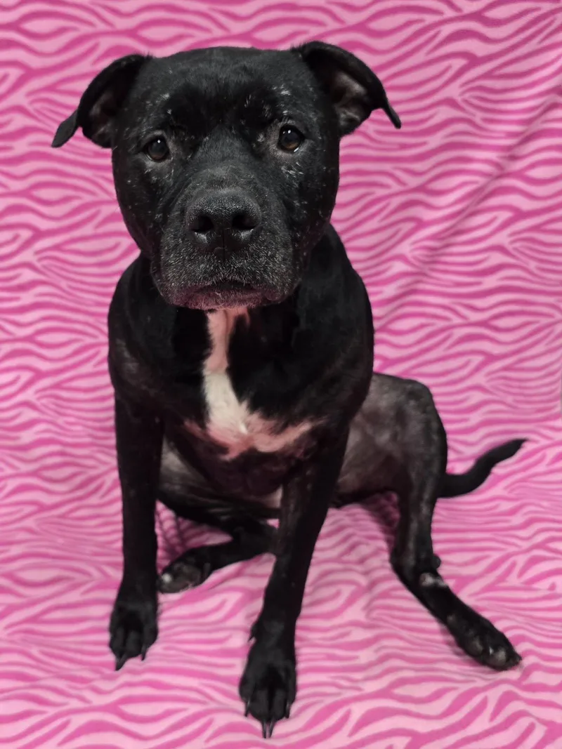 An adult medium-sized female Pit Bull Terrier dog named Little Girl for adoption in Frankfort, IN