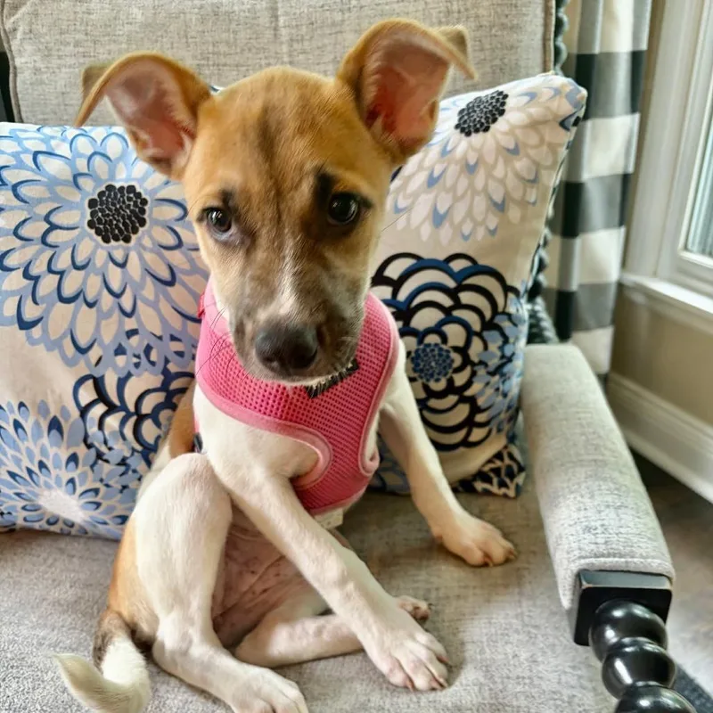 A baby small-sized female Yellow / Tan / Blond / Fawn Mixed Breed dog named Bailey for adoption in Olathe, KS