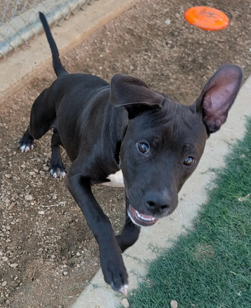 A young large-sized male Labrador Retriever dog named Ranger A for adoption in Plano, TX