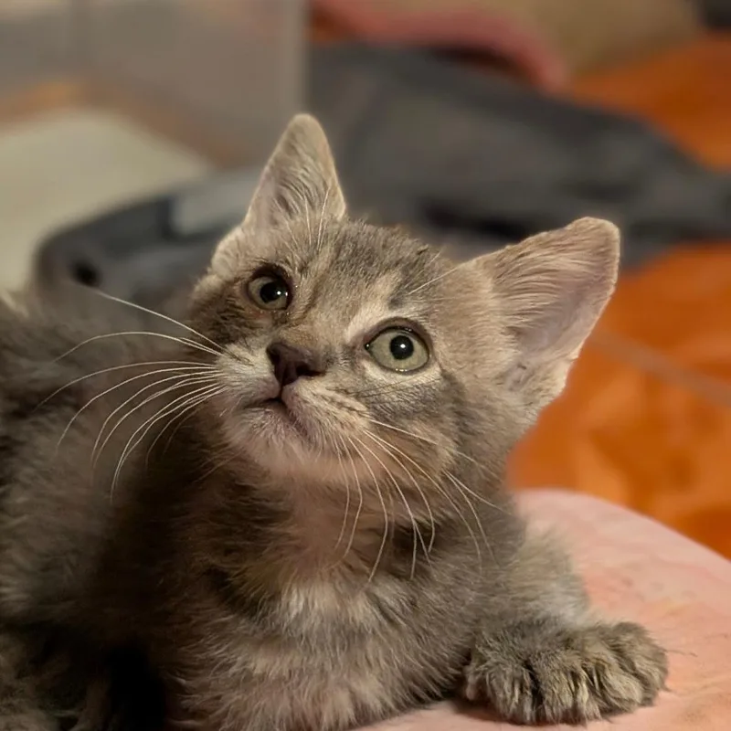 A baby small-sized male Gray / Blue / Silver Domestic Short Hair cat named Megaphone for adoption in Houston, TX