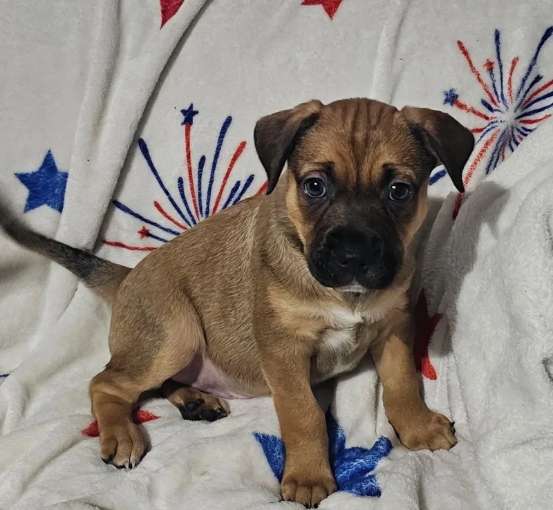 A baby medium-sized male Labrador Retriever dog named Nelson for adoption in Royal Palm Beach, FL