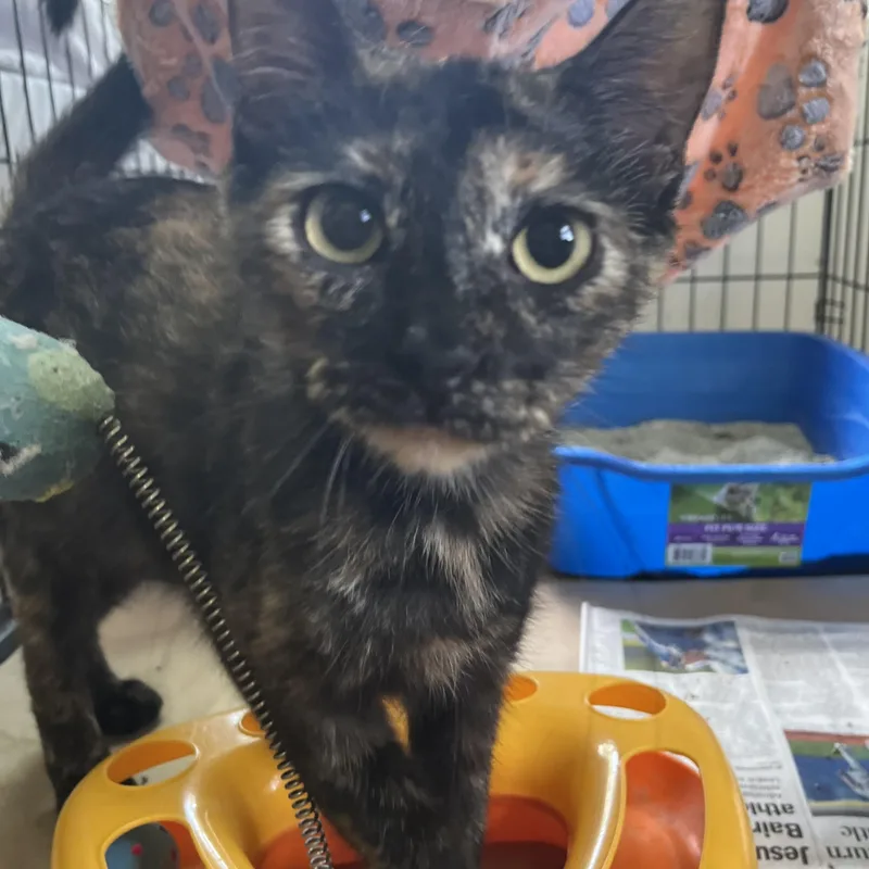 A young medium-sized female Tortoiseshell cat named Candy for adoption in Hammond, LA
