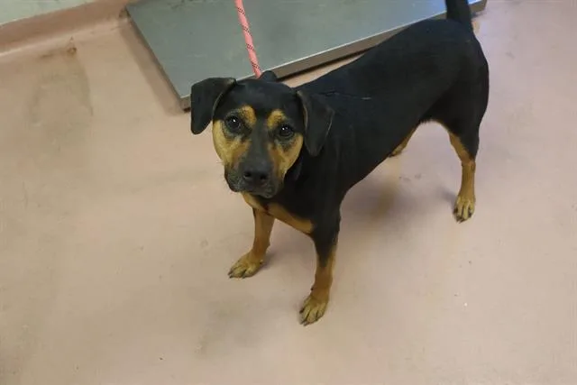 An adult medium-sized female Mixed Breed dog named Emily for adoption in Columbia, SC