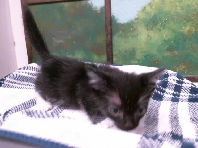 A baby small-sized male Domestic Short Hair cat named Riley for adoption in Houston, TX