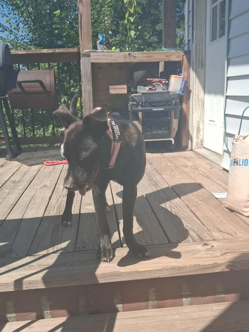 A young medium-sized female Dutch Shepherd dog named Dobby for adoption in Floyd, VA