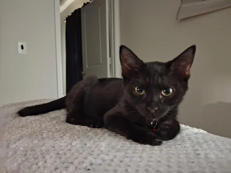 A baby medium-sized female Black Domestic Short Hair cat named Lilypad for adoption in Columbia, SC