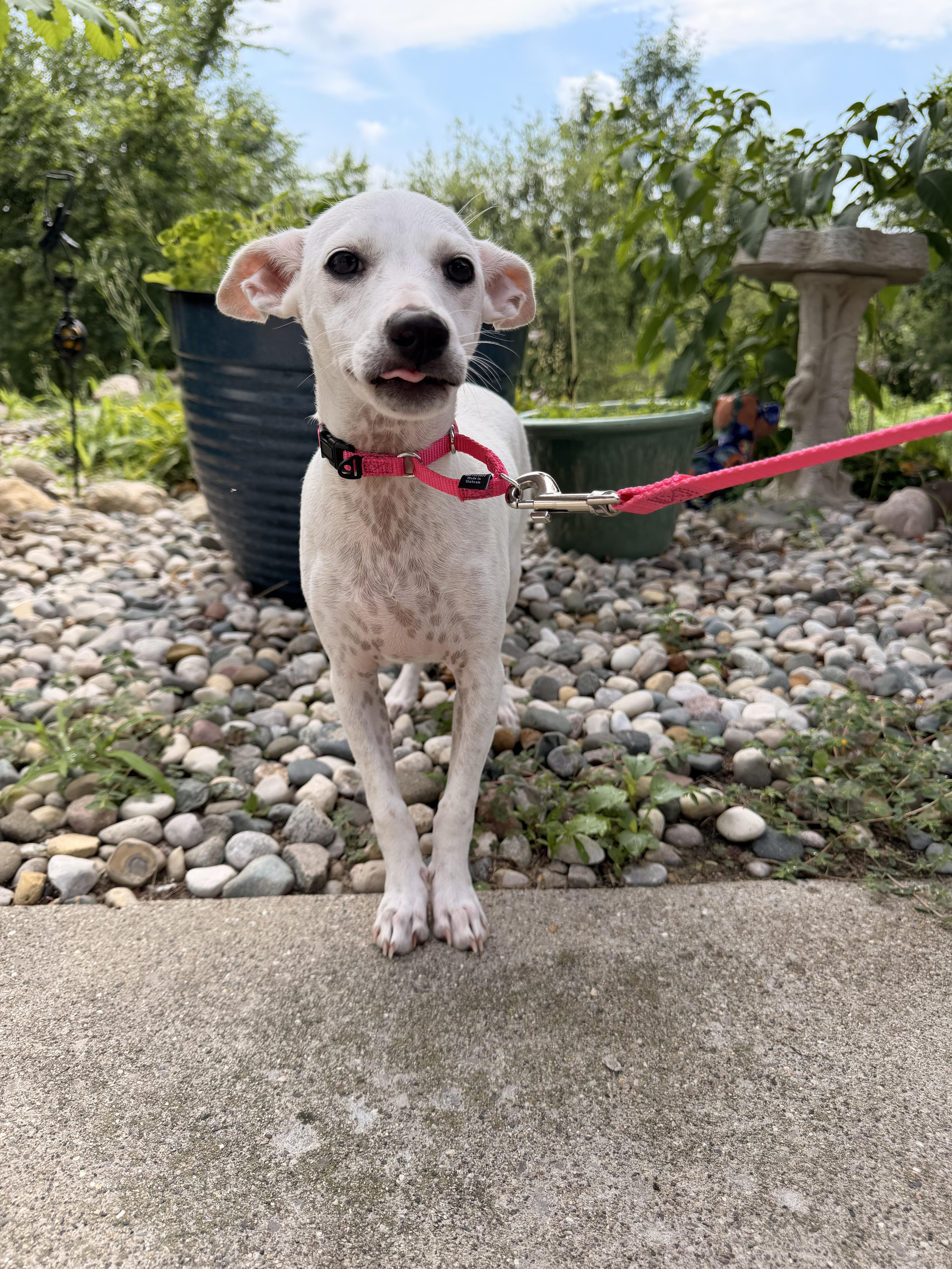 A young small-sized female White / Cream Chihuahua dog named Mulberry for adoption in Kentwood, MI