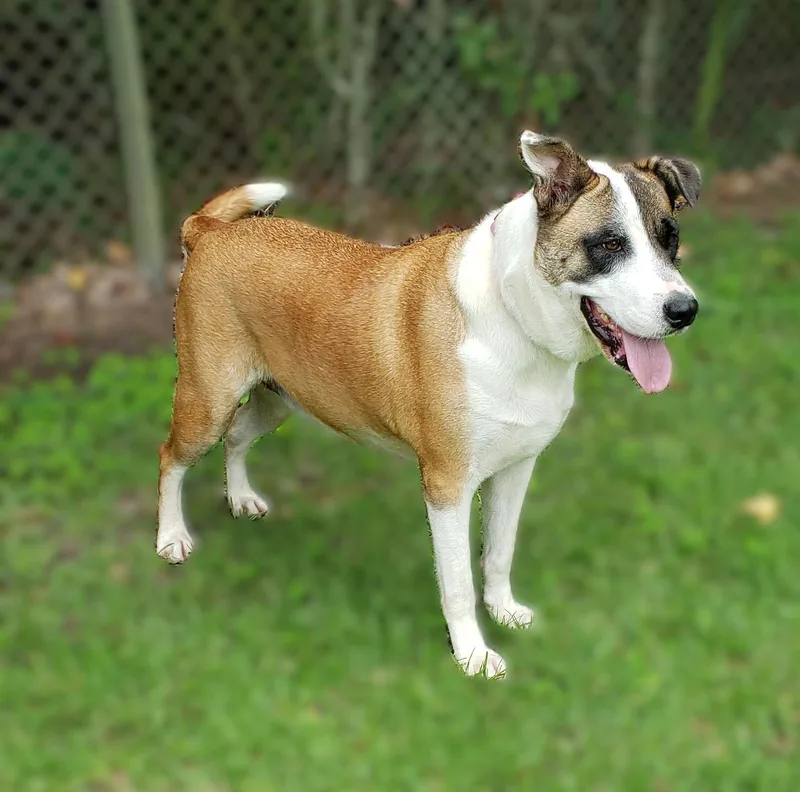 Marigold thumbnail 2