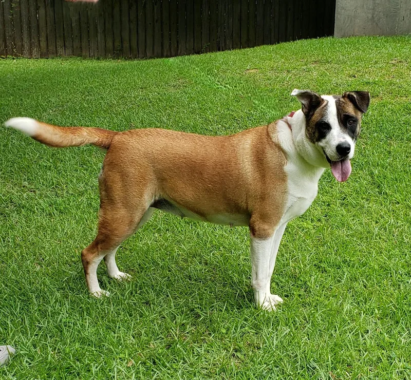 Marigold thumbnail 3