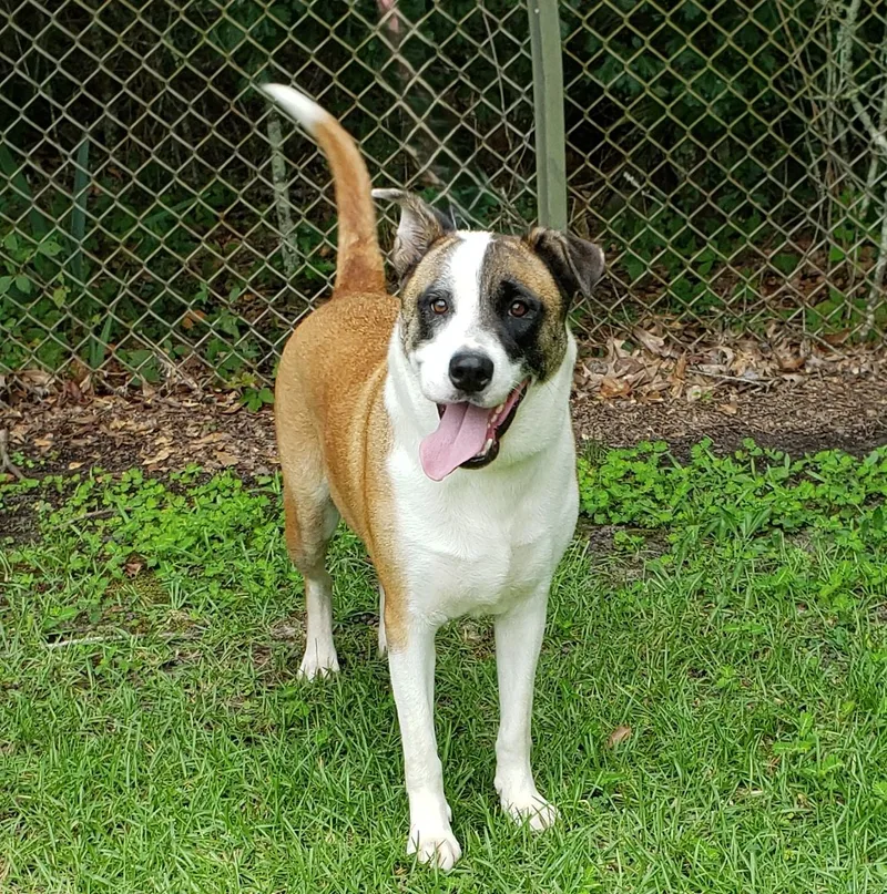 Marigold thumbnail 4