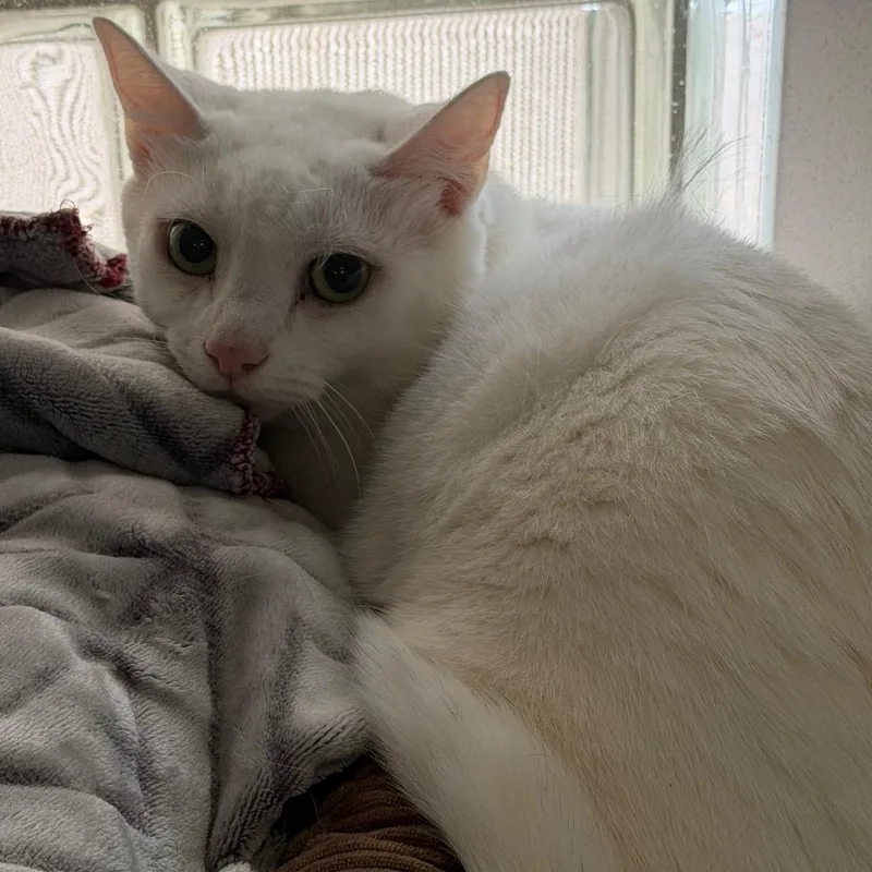 An adult medium-sized female White Domestic Short Hair cat named Bianca for adoption in Huntsville, AL