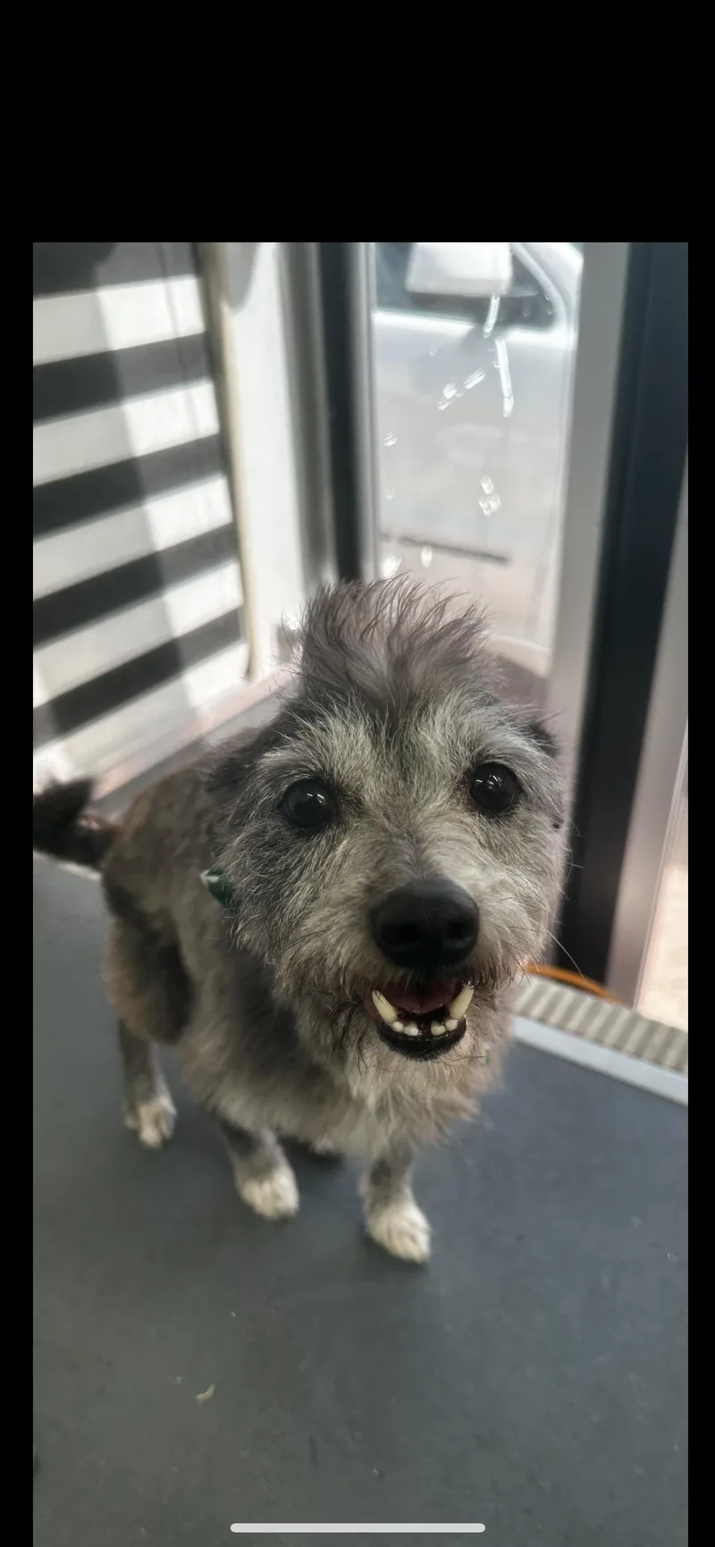 A young small-sized male Gray / Blue / Silver Miniature Schnauzer dog named Gus Gus for adoption in Hamden, CT