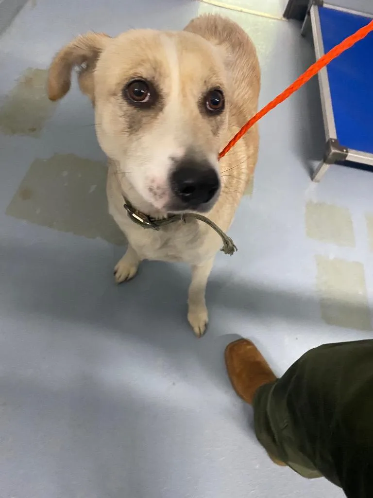 An adult large-sized female Mixed Breed dog named Molly for adoption in Cartersville , GA