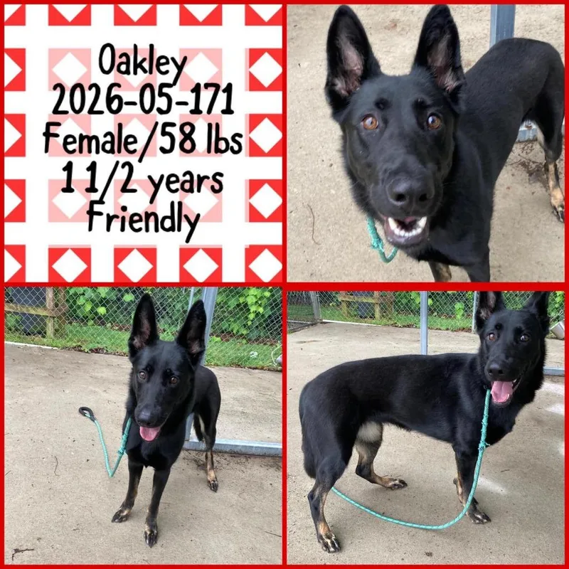 A young large-sized female German Shepherd Dog dog named Oakley for adoption in Winder, GA