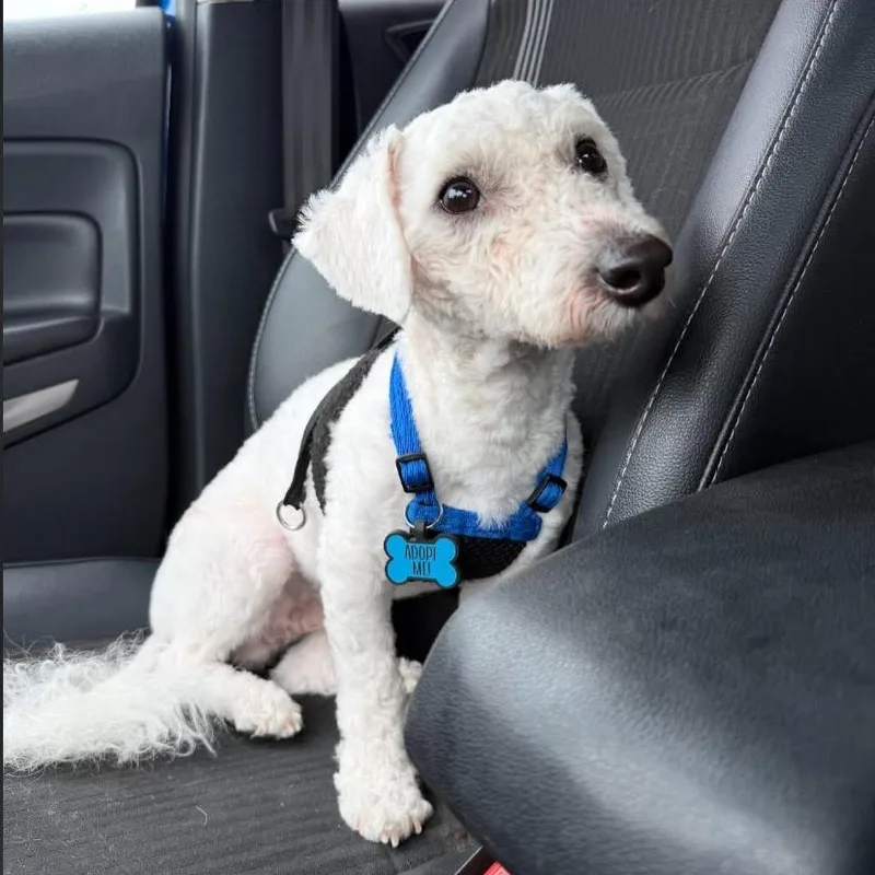 A young small-sized male Bichon Frise dog named Stanley for adoption in Philadelphia, PA