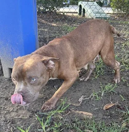 A young medium-sized female Pit Bull Terrier dog named Ren for adoption in Conway, SC