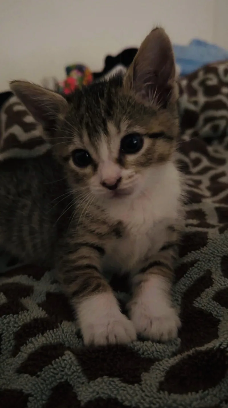 Callie thumbnail 3