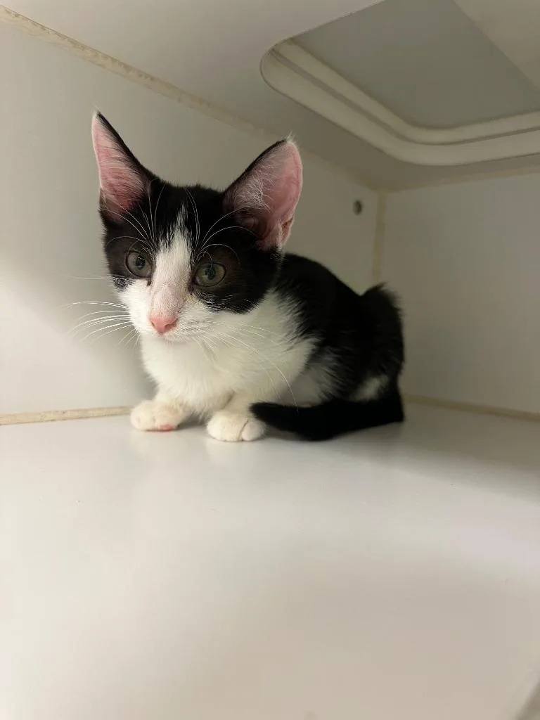 A baby small-sized male Domestic Short Hair cat named Domino for adoption in Johnson City, TN