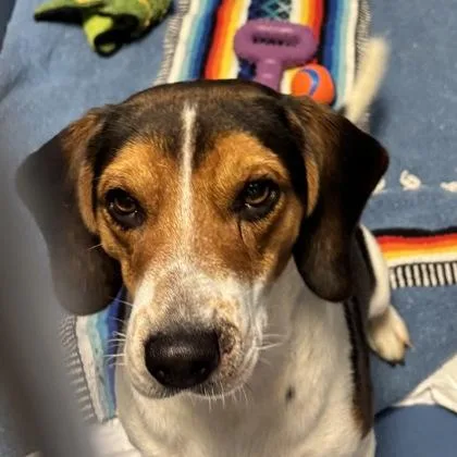 An adult medium-sized male Beagle dog named Jack Daniels for adoption in Merriam, KS