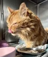 A senior medium-sized male Flame Point Domestic Medium Hair cat named Oscar for adoption in Redmond, OR