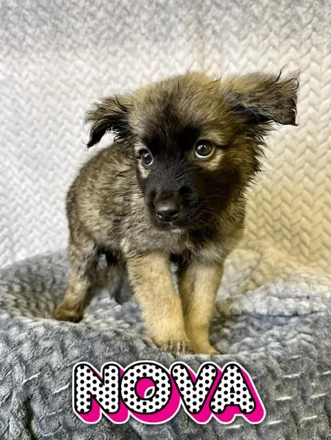 Nova