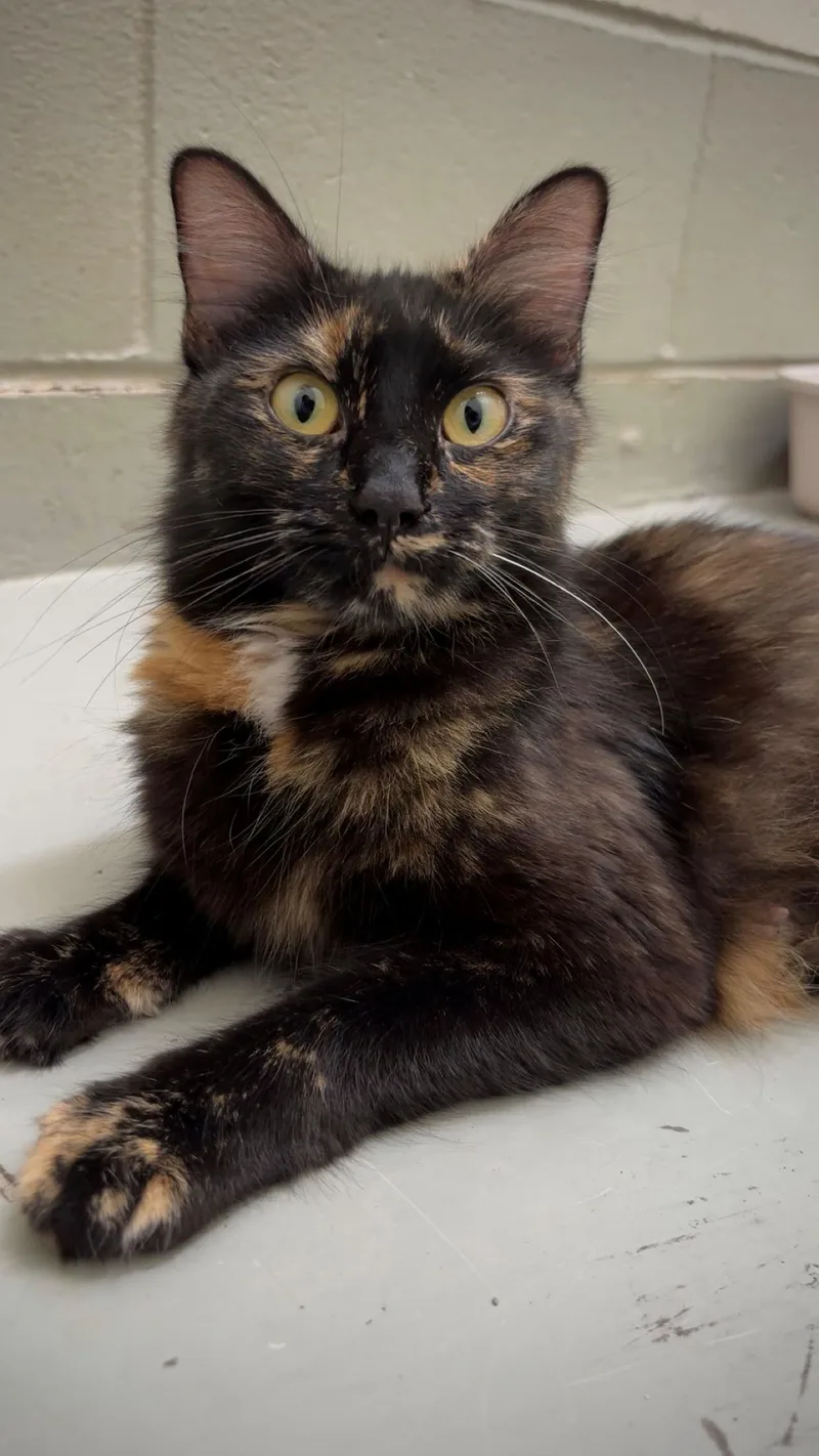 An adult medium-sized female Tortoiseshell Domestic Medium Hair cat named Zelda for adoption in Hayward, WI