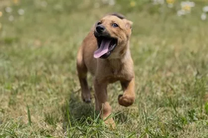 A baby medium-sized male Shepherd dog named Yareli for adoption in West Chester, PA