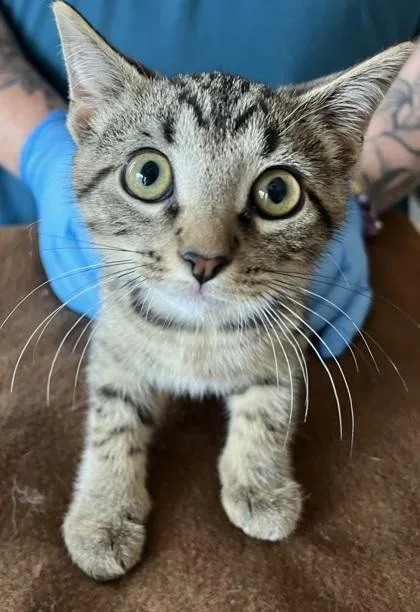 A baby small-sized male Domestic Short Hair cat named Leo for adoption in Westland, MI