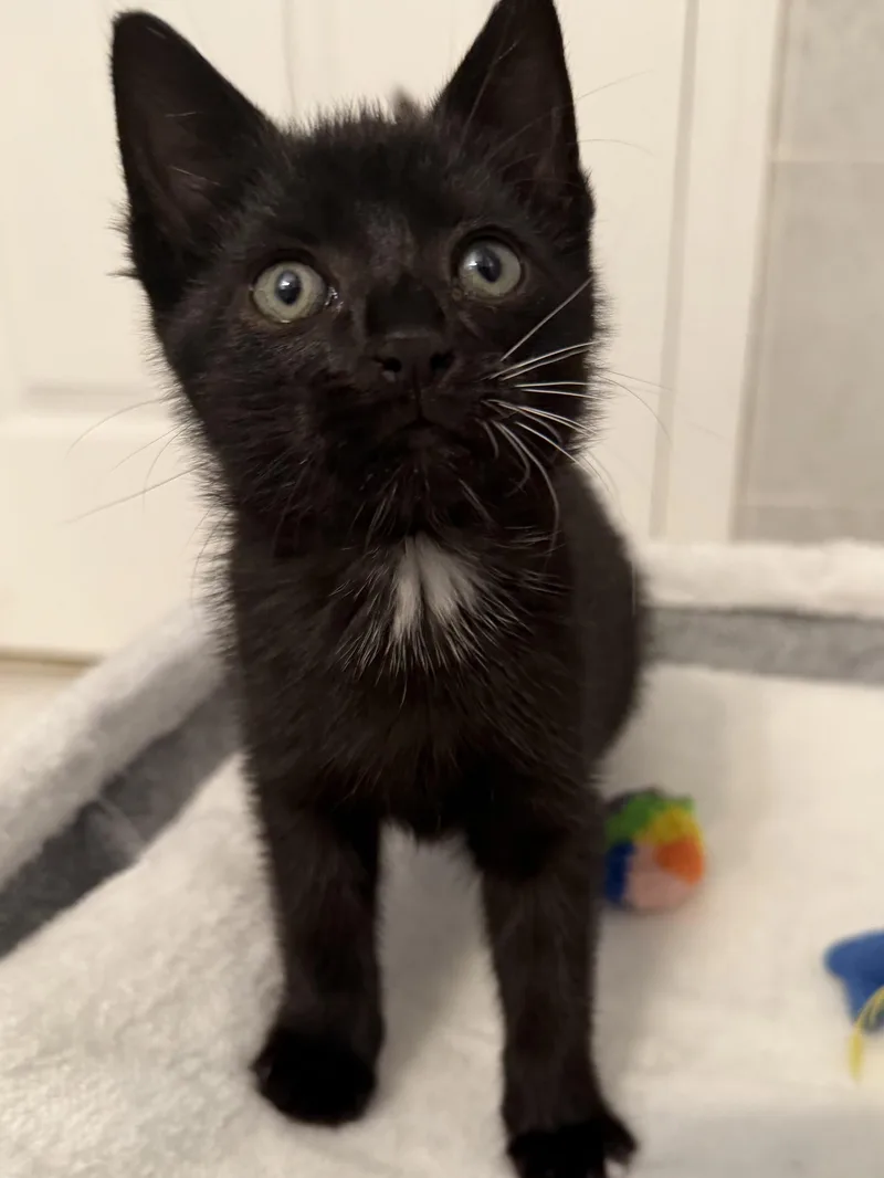 A baby small-sized female Black Domestic Short Hair cat named Peep for adoption in Bayonne, NJ