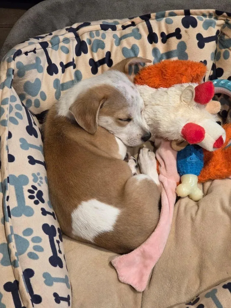 Zeke