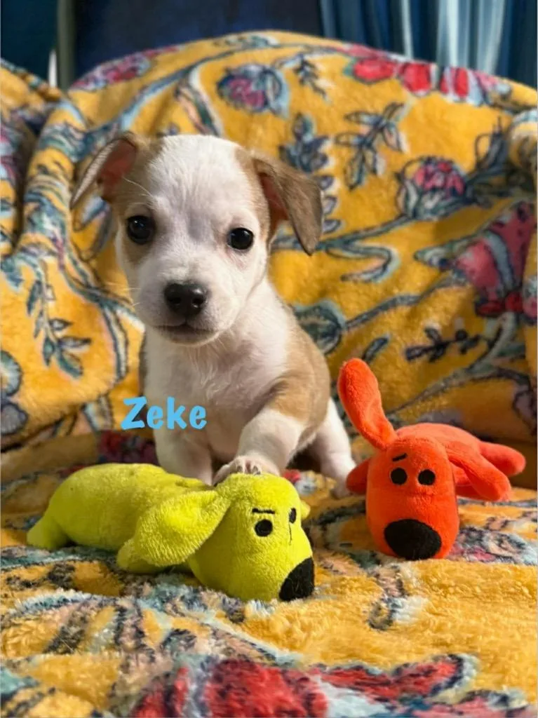 Zeke thumbnail 5