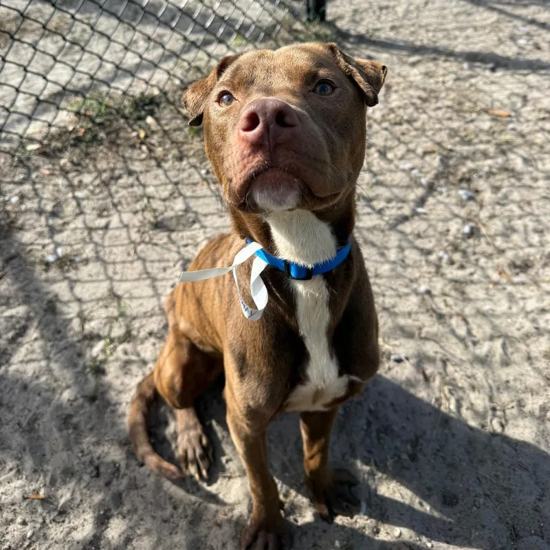 An adult large-sized male Brown / Chocolate Mixed Breed dog named Cooper for adoption in Jacksonville, FL