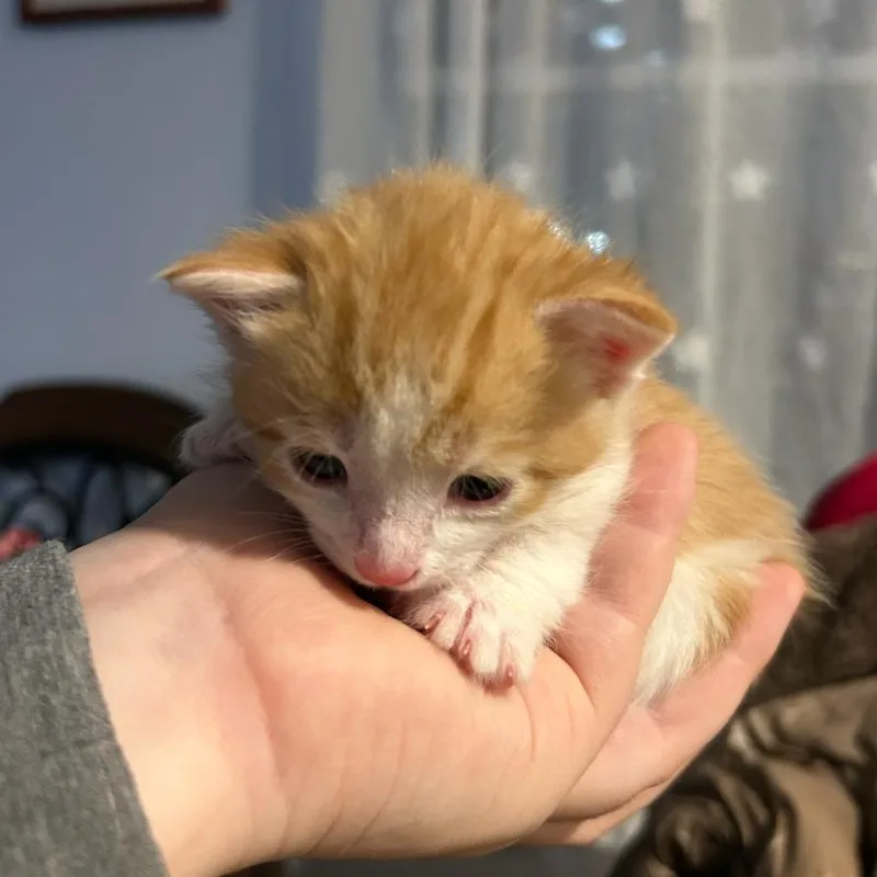 A baby extra large-sized male Orange / Red Domestic Short Hair cat named Colby Jack for adoption in Oceanside, NY