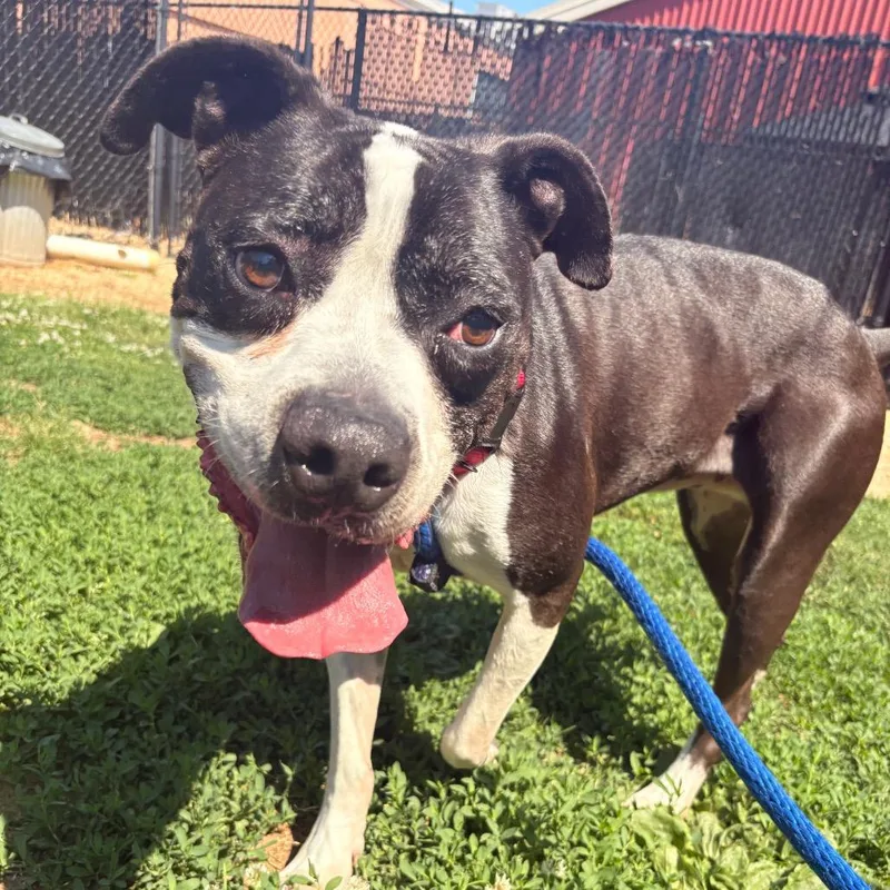 An adult medium-sized male Black Mixed Breed dog named Smokey Pagan for adoption in Philadelphia, PA