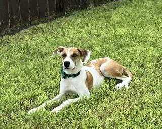 A baby medium-sized male Tricolor (Brown, Black, & White) American Foxhound dog named Dexter for adoption in McAllen, TX