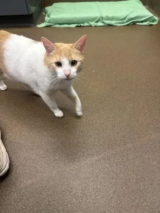 An adult medium-sized female White Domestic Short Hair cat named Sunny for adoption in Wichita, KS