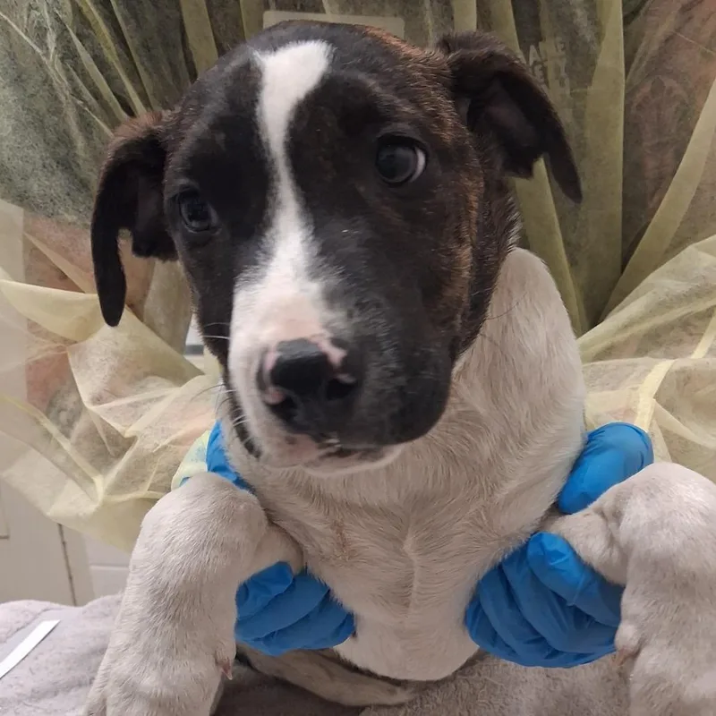 A baby small-sized male Brindle Mixed Breed dog named Please Let me Merge for adoption in Murray, UT
