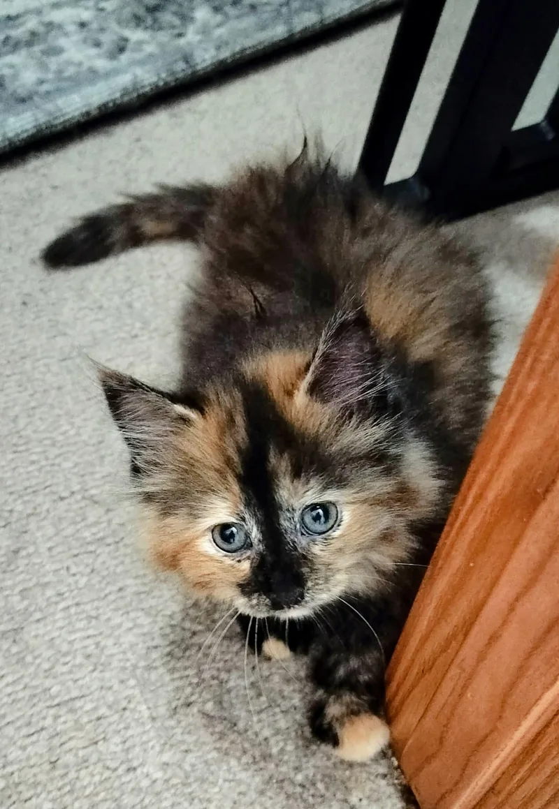 Yuki