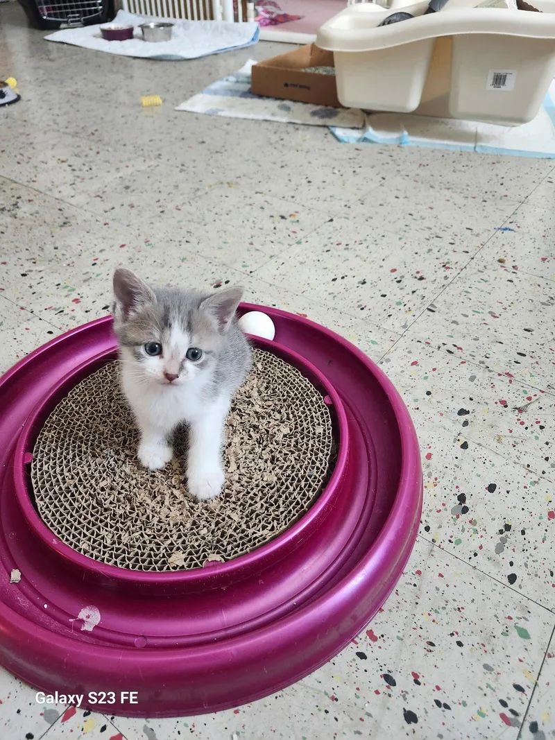 Checkers Binx thumbnail 2