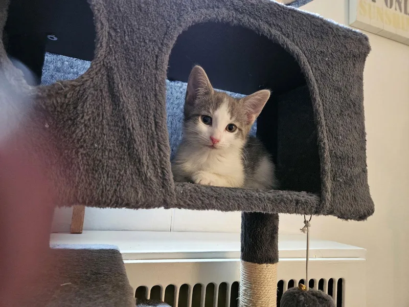 Checkers Binx thumbnail 3