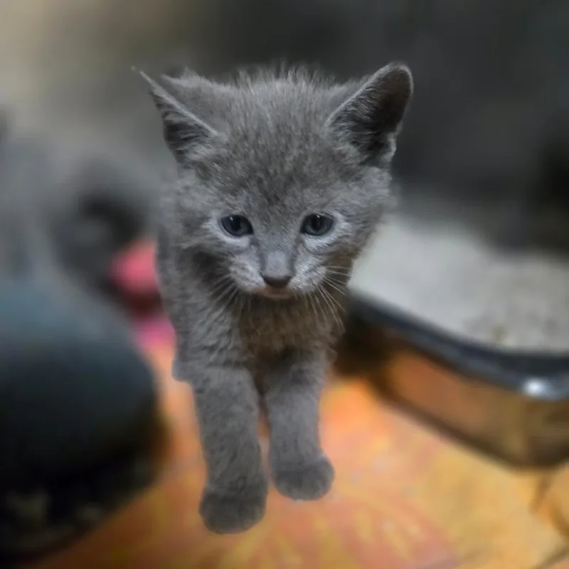 Paddington thumbnail 3