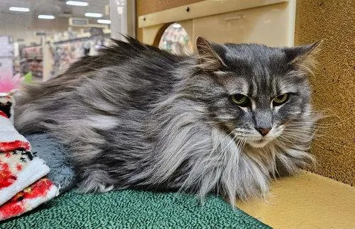 A senior medium-sized male Domestic Long Hair cat named Jaju for adoption in Mount Royal, NJ