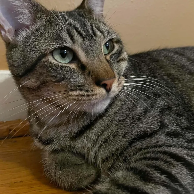 A young medium-sized male Tabby (Brown / Chocolate) Domestic Short Hair cat named Logan for adoption in Liverpool, TX
