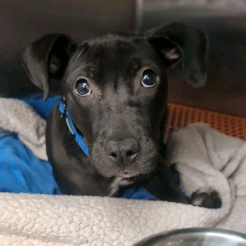 A baby medium-sized female Black Black Labrador Retriever dog named Molly for adoption in North Augusta, SC