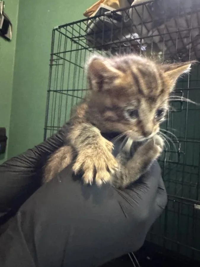 A baby medium-sized female Tabby (Gray / Blue / Silver) Domestic Short Hair cat named Needle for adoption in Cleveland, OH